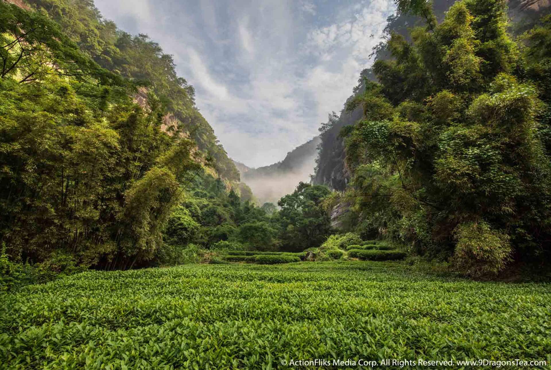 Marvelous health benefits of tea-featured image