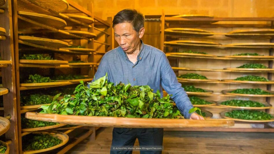 Wuyishan Culture traditional tea making tea master shaking green tea leaves in a room