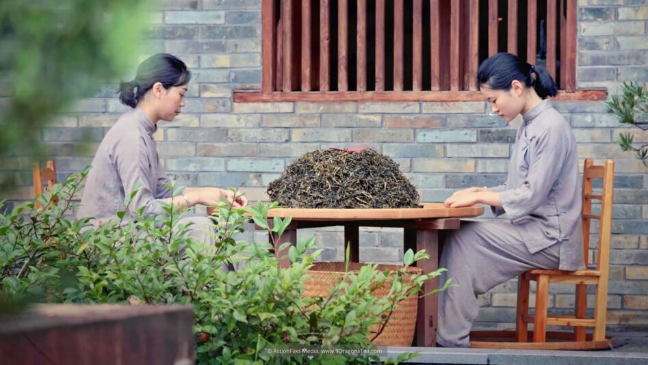 Wuyishan Culture traditional tea making young girls selecting dry loose leaf teas in courtyard