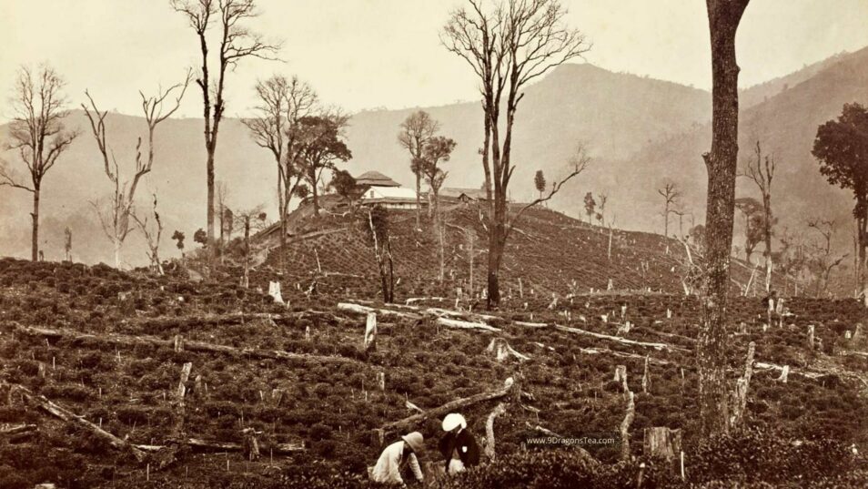 history of tea in india-darjeeling region early 1800s