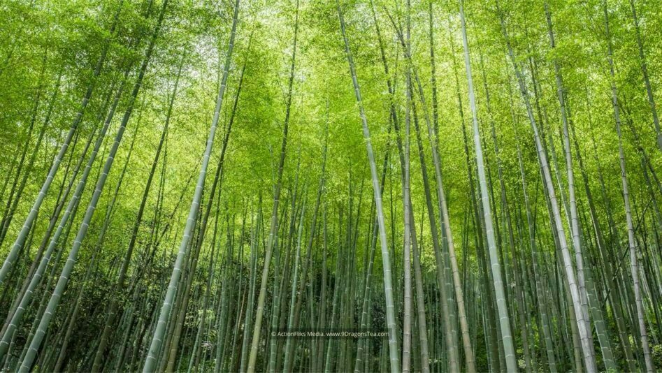wuyishan landscape bamboo forest black tea region
