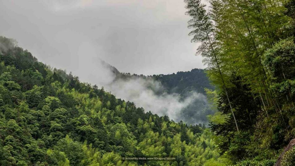wuyishan landscape nature preserve lapsang souchong black tea birthplace