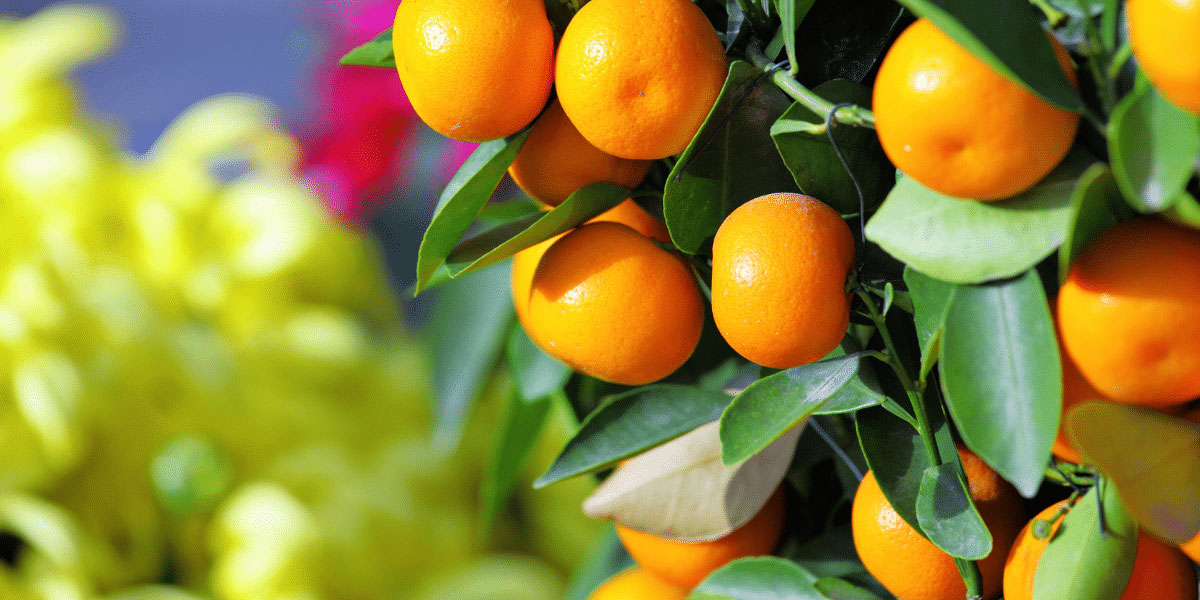https://9DragonstTea.com 9 dragons tea-Tangerines with green leaves