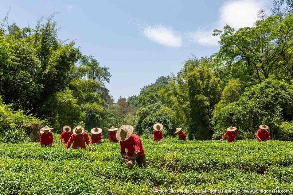 ActionFliks 9 Dragons Tea How Is Tea Made Tea Picking Tea Field Wuyi Tea Culture