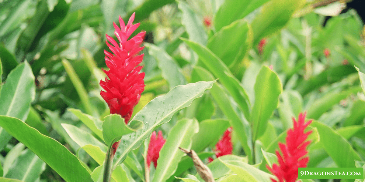 ginger plant
