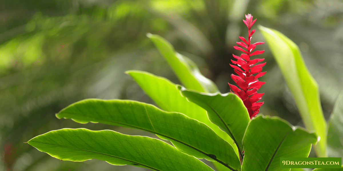 ginger the plant with leaves