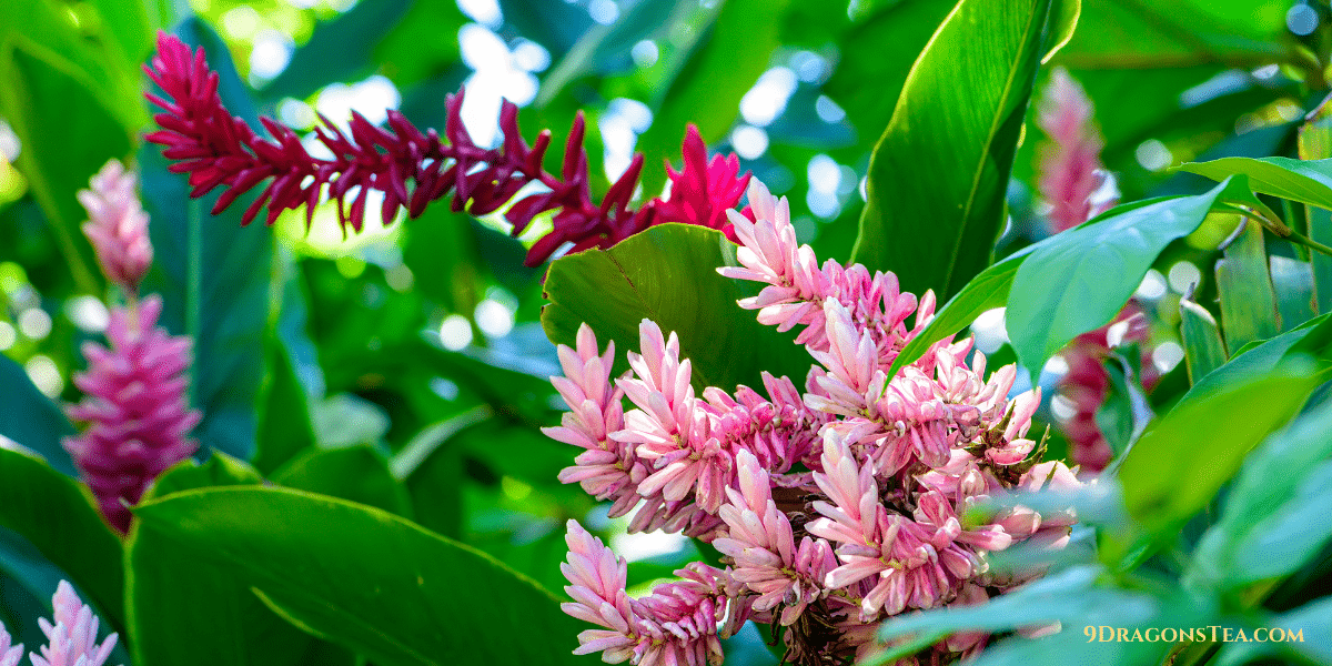 ginger plant with flowers in various colors