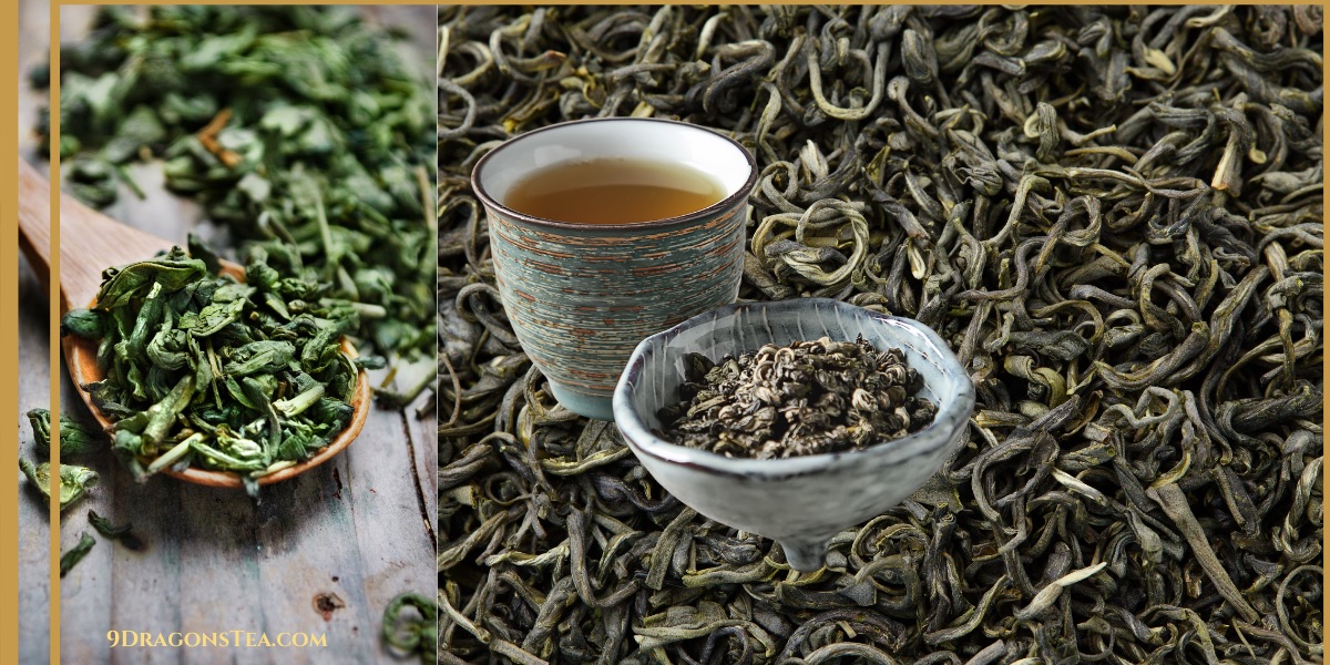how green tea is processed