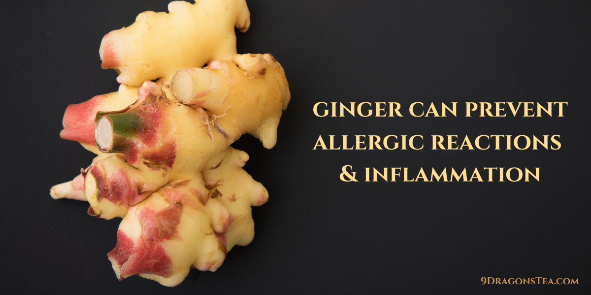 ginger rhizomes can prevent allergic reactions 