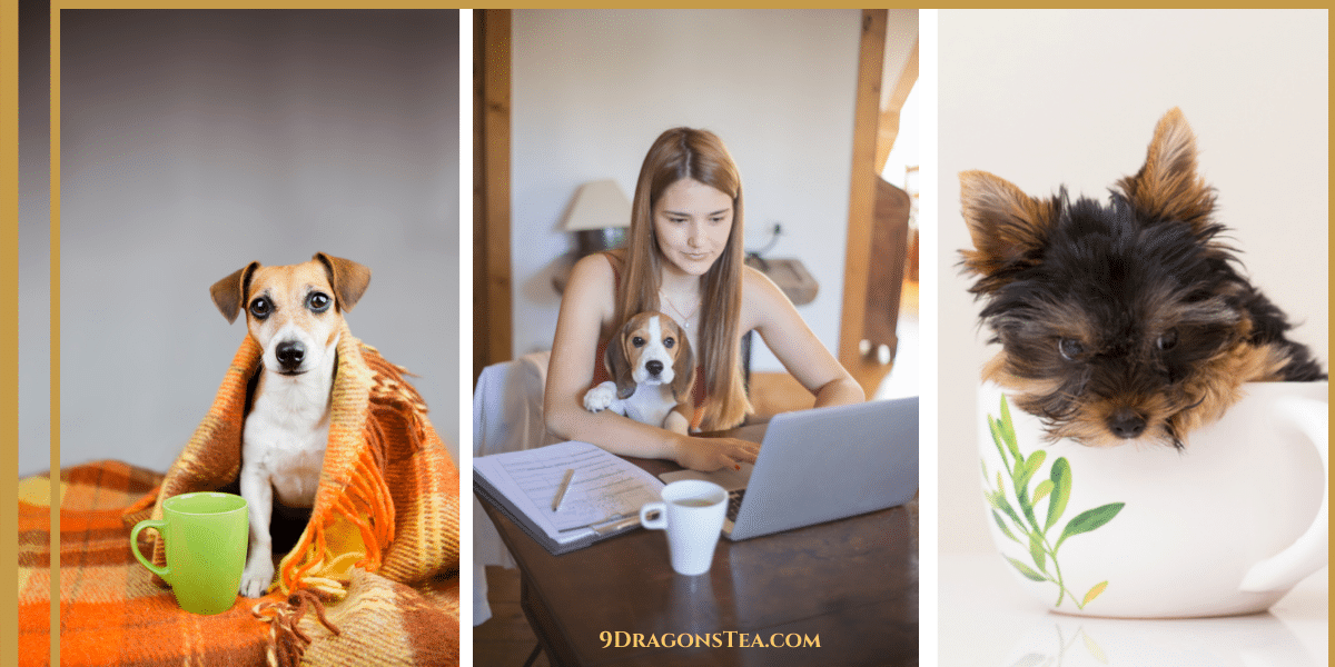 how to host a virtual tea party with puppies pets