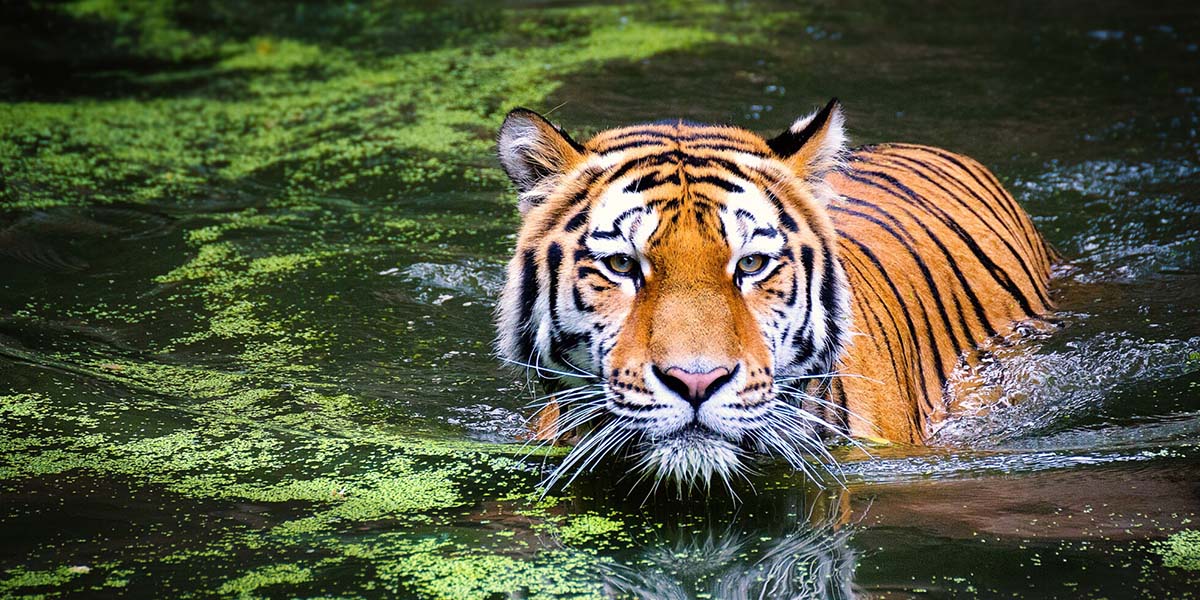 Year of the Tiger in Water