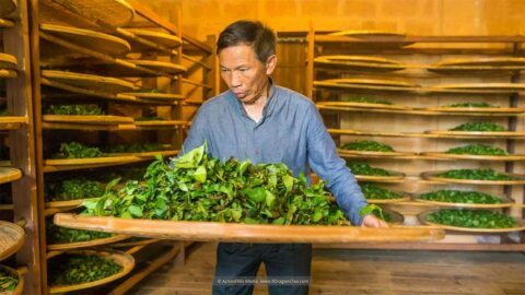 tea spirit-where sacred leaves meet the soul-Wuyishan Culture traditional tea making tea master shaking green tea leaves in a room