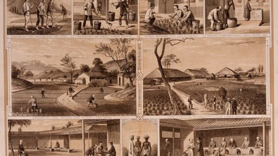 how tea came to india assam region c1855