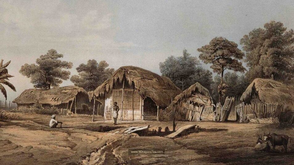 how tea came to india village of mangeldai assam c1855