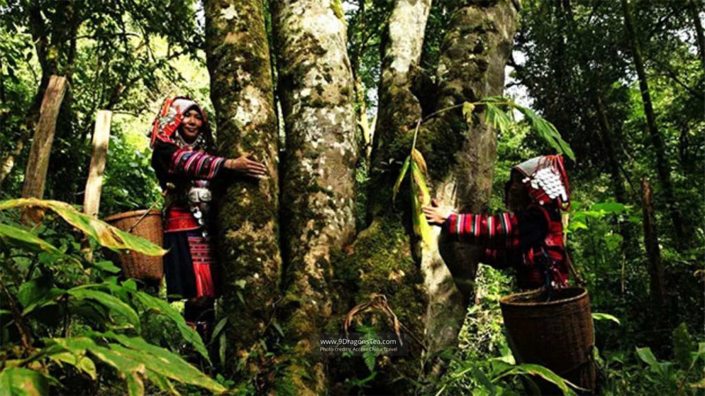pu erh tea old tea trees wild tea trees with tea pickers pu erh tea old tea trees wild tea trees with tea pickers