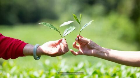 traditional chinese tea making picking tea hands holding green tea leaves
