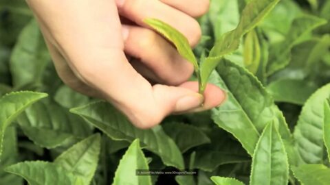 traditional chinese tea making picking with green tea leaves