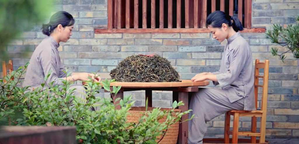 traditional chinese tea making wuyi oolong tea girls picking dry loose tea leaves in courtyard (1) traditional chinese tea making wuyi oolong tea girls picking dry loose tea leaves in courtyard