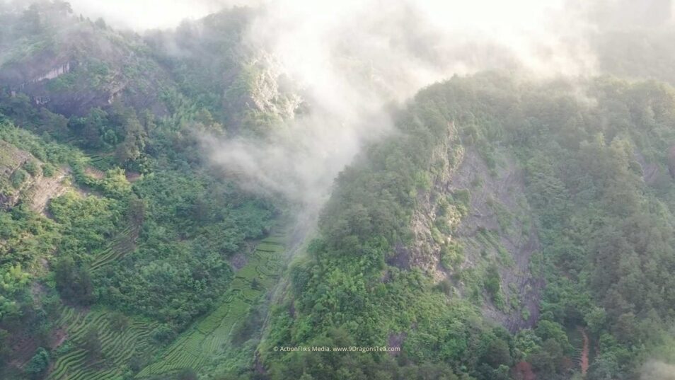 wuyishan landscape tea field rock terroir aerial view